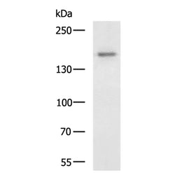 ATP7A rabbit polyclonal antibody