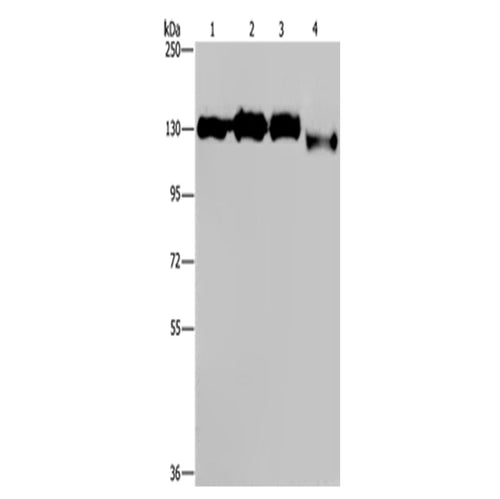 GTF2I rabbit polyclonal antibody
