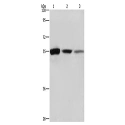 BLNK rabbit polyclonal antibody