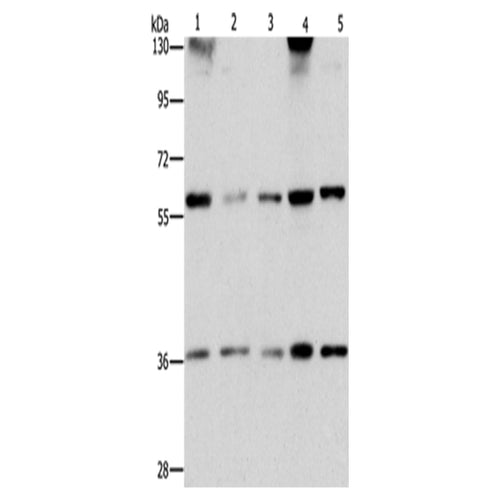 STK3/STK4 rabbit polyclonal antibody
