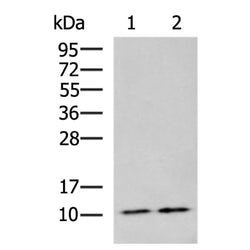 CD24 rabbit polyclonal antibody
