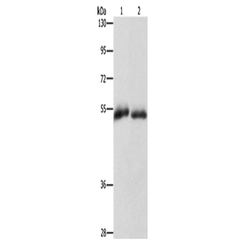 CD36 rabbit polyclonal antibody