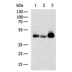 CD38 rabbit polyclonal antibody