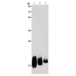 CD59 rabbit polyclonal antibody