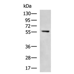 CDK19 rabbit polyclonal antibody