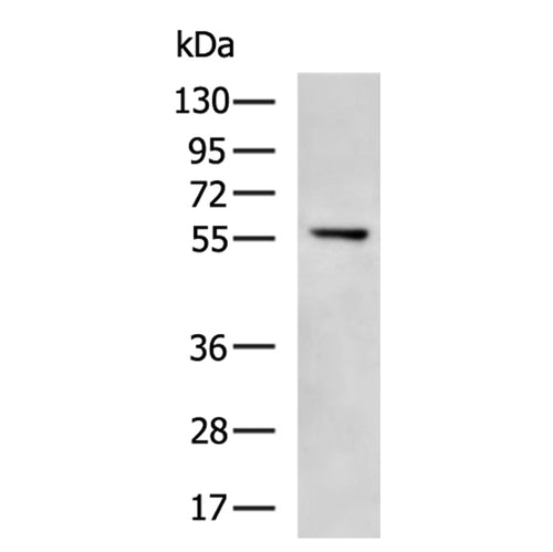 CDK19 rabbit polyclonal antibody
