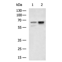 CKAP4 rabbit polyclonal antibody