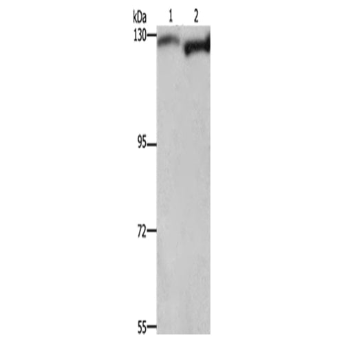 DAAM1 rabbit polyclonal antibody