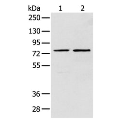 DTX1 rabbit polyclonal antibody