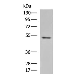 DGAT1 rabbit polyclonal antibody
