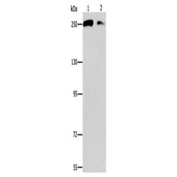EIF4G1 rabbit polyclonal antibody