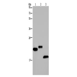 EPPIN rabbit polyclonal antibody