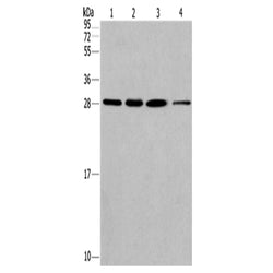 ERP29 rabbit polyclonal antibody