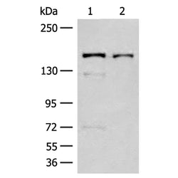 EVC2 rabbit polyclonal antibody