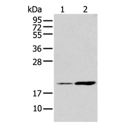 IL17D rabbit polyclonal antibody