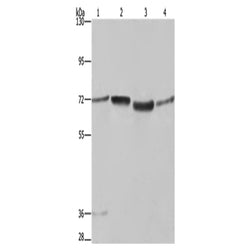 SYN1 rabbit polyclonal antibody