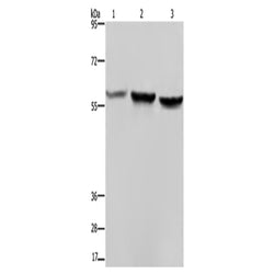 SYN2 rabbit polyclonal antibody