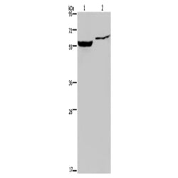 IMPDH1 rabbit polyclonal antibody