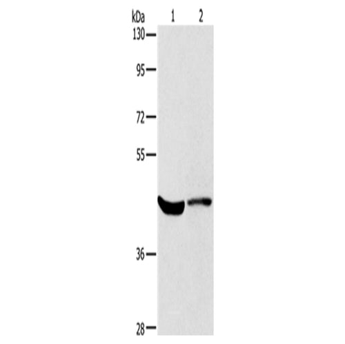 KCNA7 rabbit polyclonal antibody