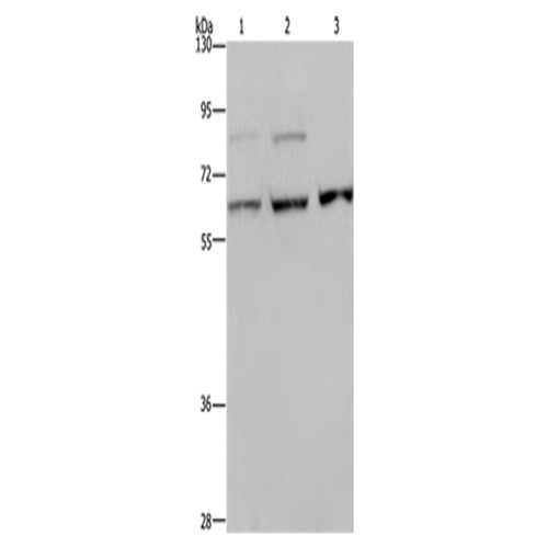 KIF22 rabbit polyclonal antibody