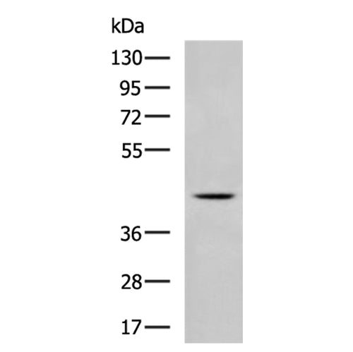 CERS1 rabbit polyclonal antibody