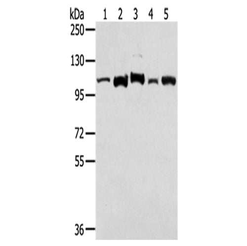 LONP1 rabbit polyclonal antibody