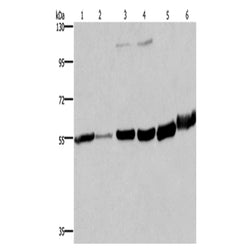 MCHR1 rabbit polyclonal antibody