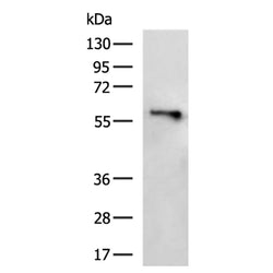 MFSD2A rabbit polyclonal antibody