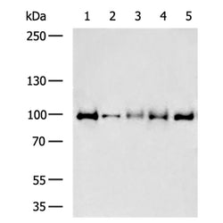 MAP3K11 rabbit polyclonal antibody