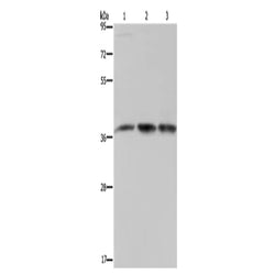 CAB39 rabbit polyclonal antibody
