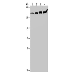 MYBBP1A rabbit polyclonal antibody