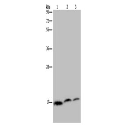 NDUFAF4 rabbit polyclonal antibody