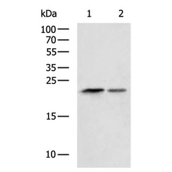 RHEB rabbit polyclonal antibody
