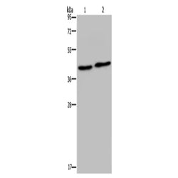 NPRL2 rabbit polyclonal antibody