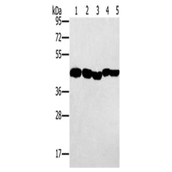 PON1 rabbit polyclonal antibody