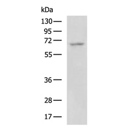 POU6F2 rabbit polyclonal antibody