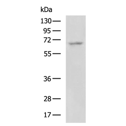 POU6F2 rabbit polyclonal antibody