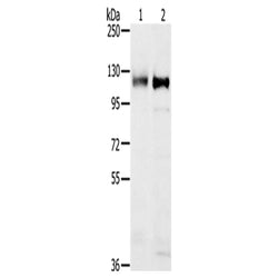 PTPN12 rabbit polyclonal antibody