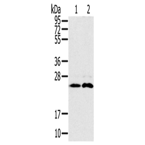RAB14 rabbit polyclonal antibody