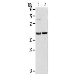 HIF1AN rabbit polyclonal antibody