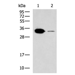 RNLS rabbit polyclonal antibody