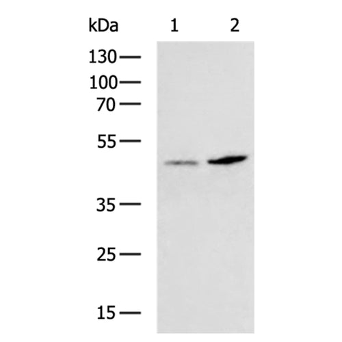 KCNJ15 rabbit polyclonal antibody