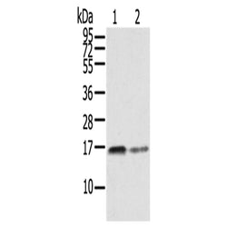 RRAS rabbit polyclonal antibody
