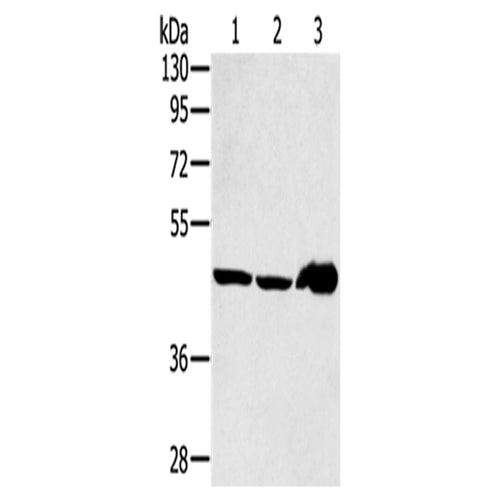 SEC14L2 rabbit polyclonal antibody