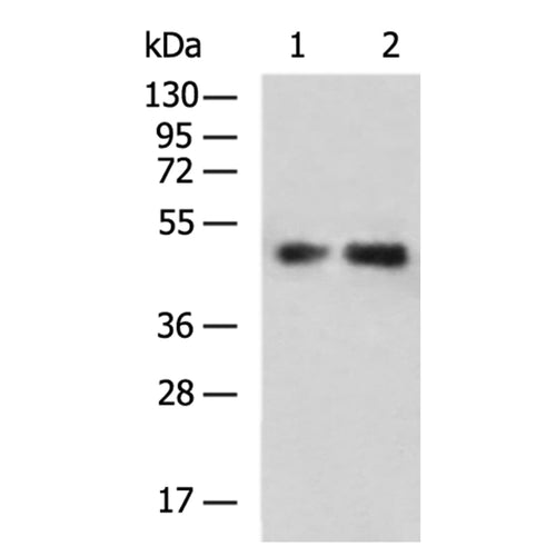 SLC16A3 rabbit polyclonal antibody