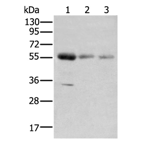 SLC41A2 rabbit polyclonal antibody