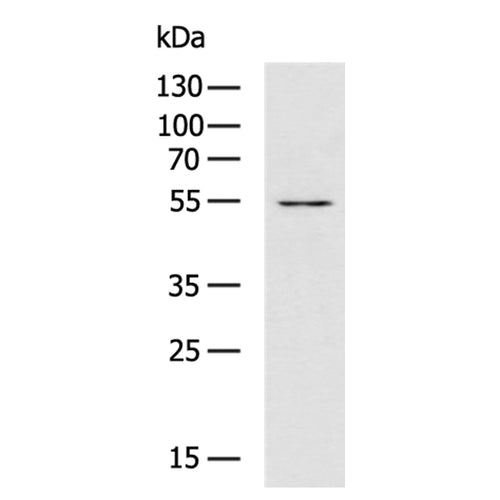 SLC7A5 rabbit polyclonal antibody