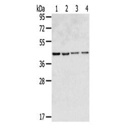 GPR15 rabbit polyclonal antibody