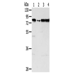 TAF15 rabbit polyclonal antibody