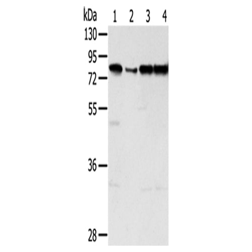 TAF15 rabbit polyclonal antibody